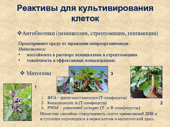 Реактивы для культивирования клеток v. Антибиотики (пенициллин, стрептомицин, гентамицин) Предохраняют среду от заражения микроорганизмами.