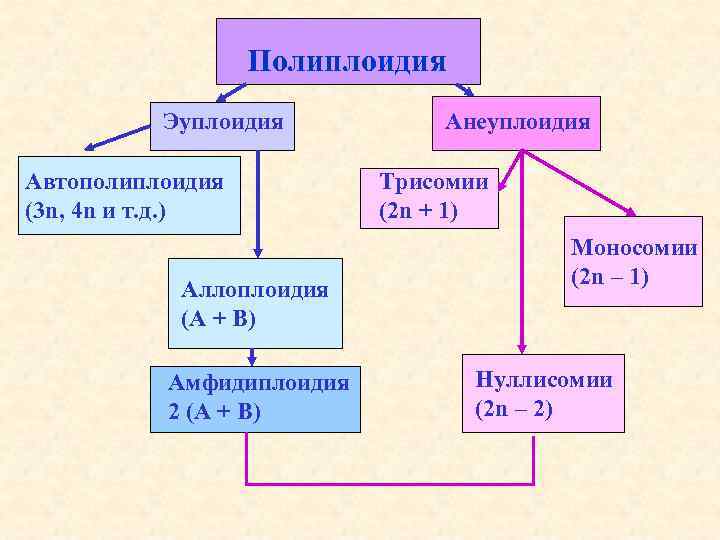 В лаборатории студенты изучают полиплоидию в их распоряжении имеется восемь образцов клеток