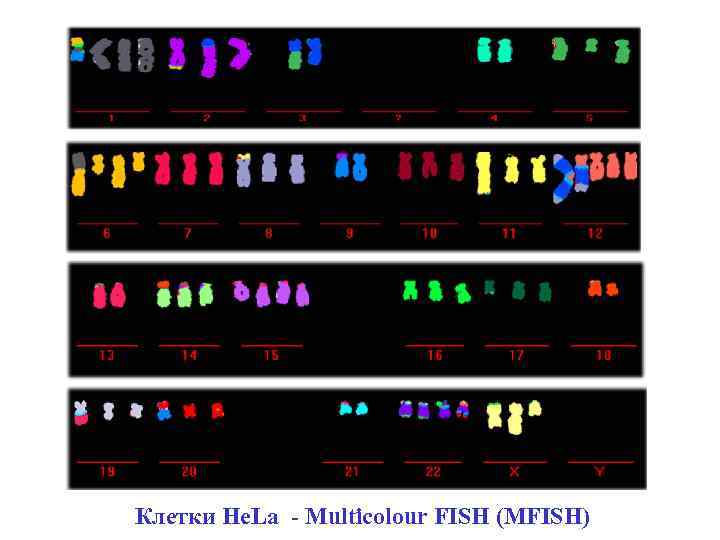 Клетки He. La - Multicolour FISH (MFISH) 