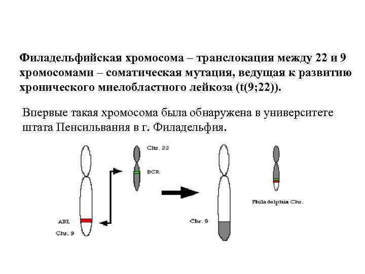 Какие хромосомы соматические