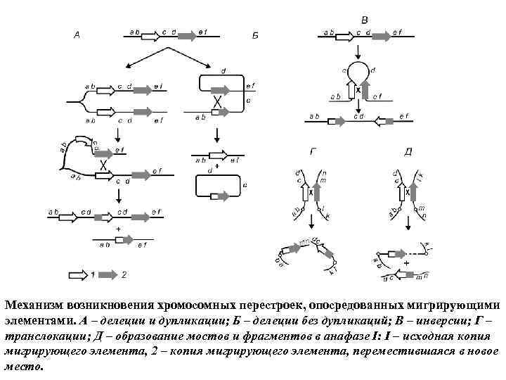 Механизм возникновения хромосомных перестроек, опосредованных мигрирующими элементами. А – делеции и дупликации; Б –