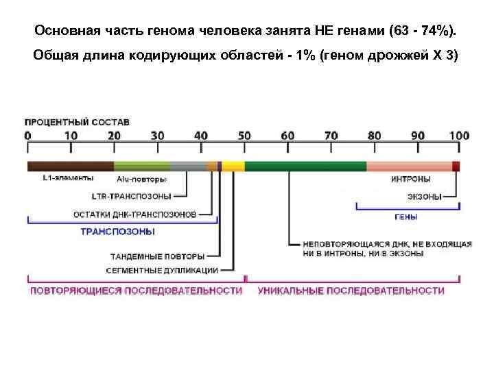 Основная часть генома человека занята НЕ генами (63 - 74%). Общая длина кодирующих областей