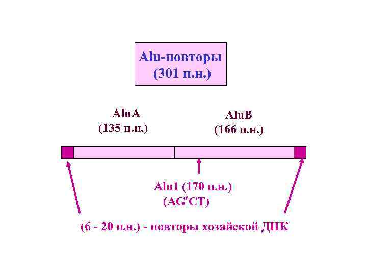  Alu-повторы (301 п. н. ) Alu. А (135 п. н. ) Alu. В