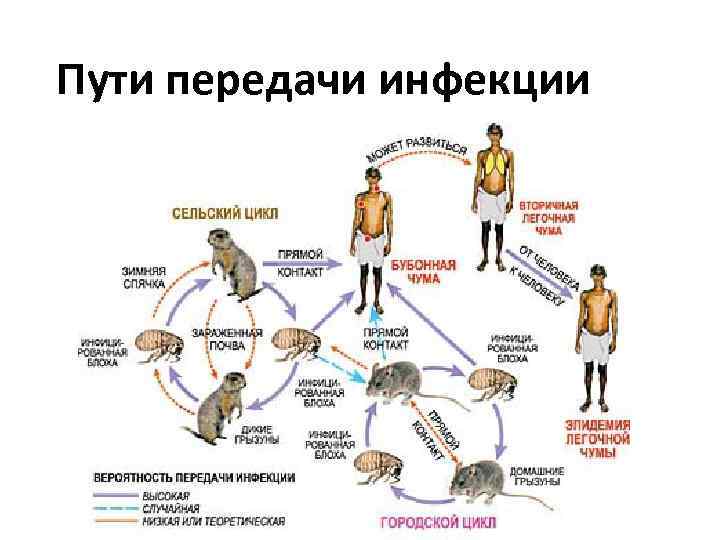 Пути передачи инфекции 
