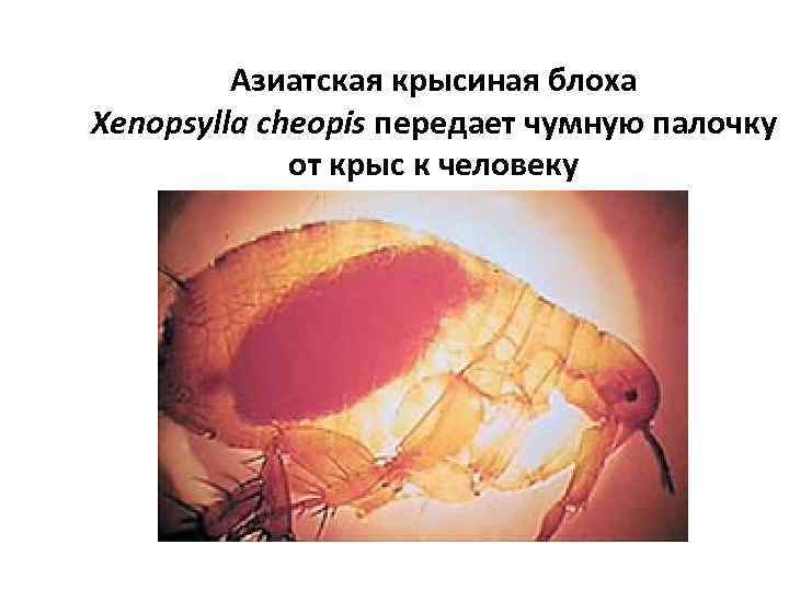 Азиатская крысиная блоха Xenopsylla cheopis передает чумную палочку от крыс к человеку 