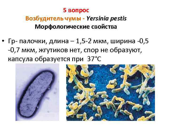 Иммунитет возбудителя чумы. Бактерия Yersinia pestis возбудитель. Чумная палочка ( иерсиния). Yersenia pestis возбудитель чумы.