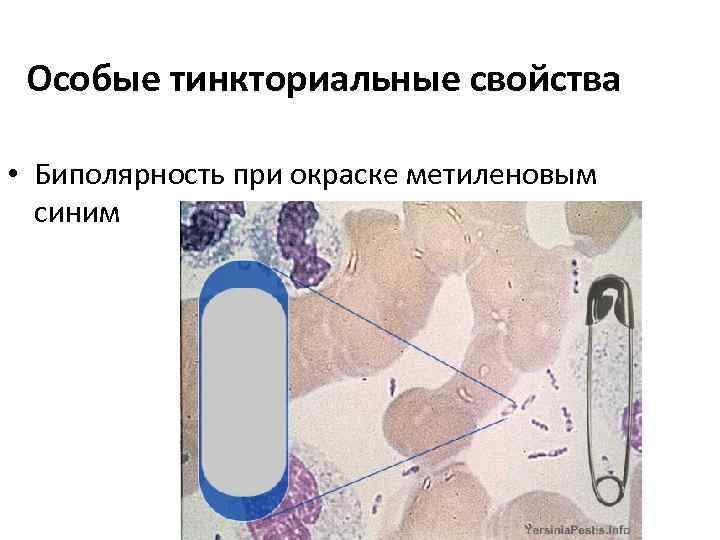 Особые тинкториальные свойства • Биполярность при окраске метиленовым синим 