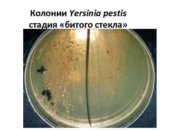 Колонии Yersinia pestis стадия «битого стекла» 