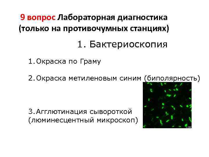 9 вопрос Лабораторная диагностика (только на противочумных станциях) 1. Бактериоскопия 1. Окраска по Граму