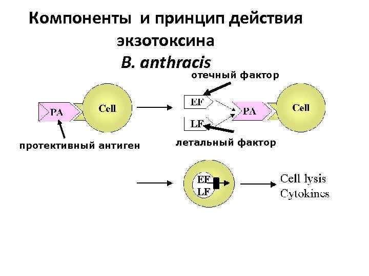 Компоненты и принцип действия экзотоксина B. anthracis отечный фактор протективный антиген летальный фактор 