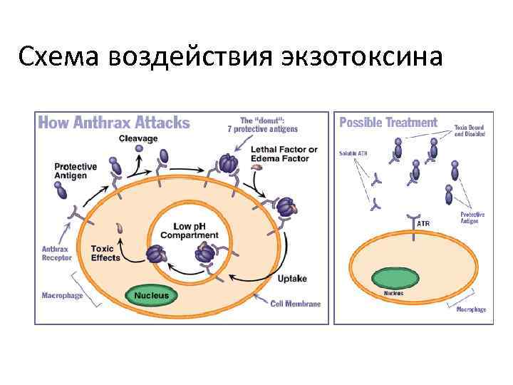 Схема воздействия экзотоксина 