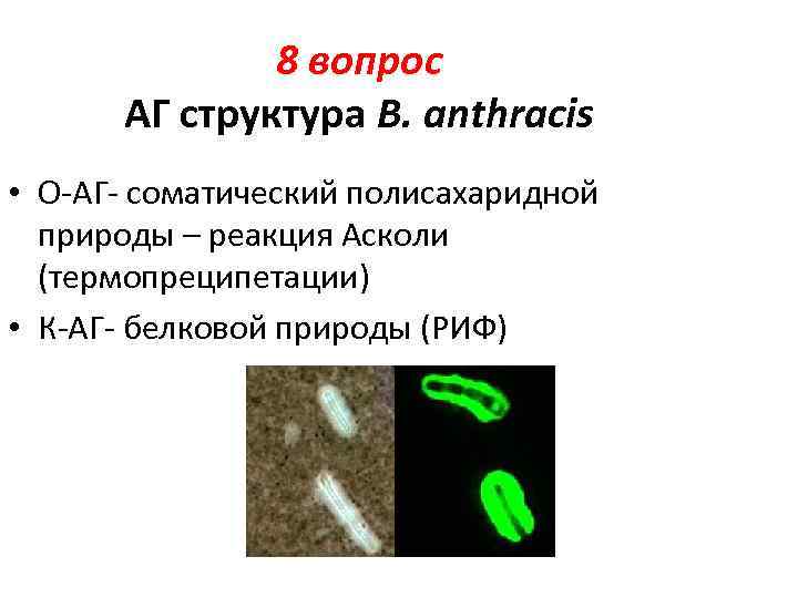 8 вопрос АГ структура B. anthracis • О-АГ- соматический полисахаридной природы – реакция Асколи