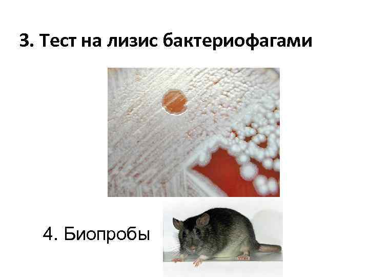 3. Тест на лизис бактериофагами 4. Биопробы 