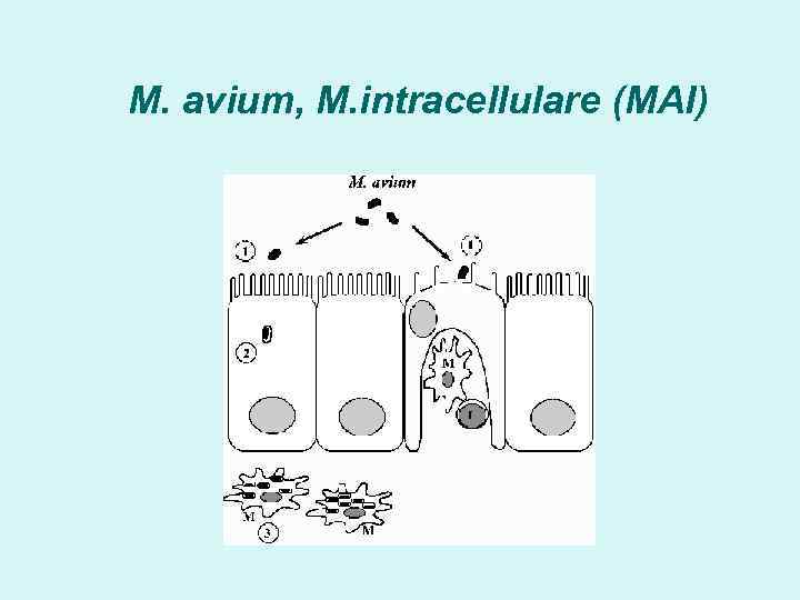 M. avium, M. intracellulare (MAI) 