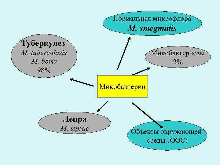 Нормальная микрофлора M. smegmatis Туберкулез M. tuberculosis M. bovis 98% Микобактериозы 2% Микобактерии Лепра