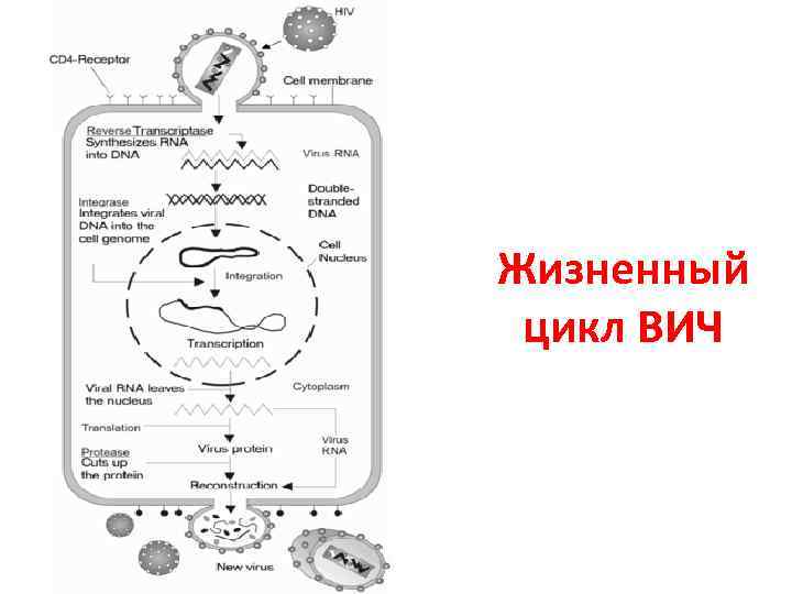 Жизненный цикл ВИЧ 