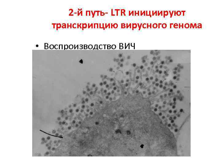 2 -й путь- LTR инициируют транскрипцию вирусного генома • Воспроизводство ВИЧ 