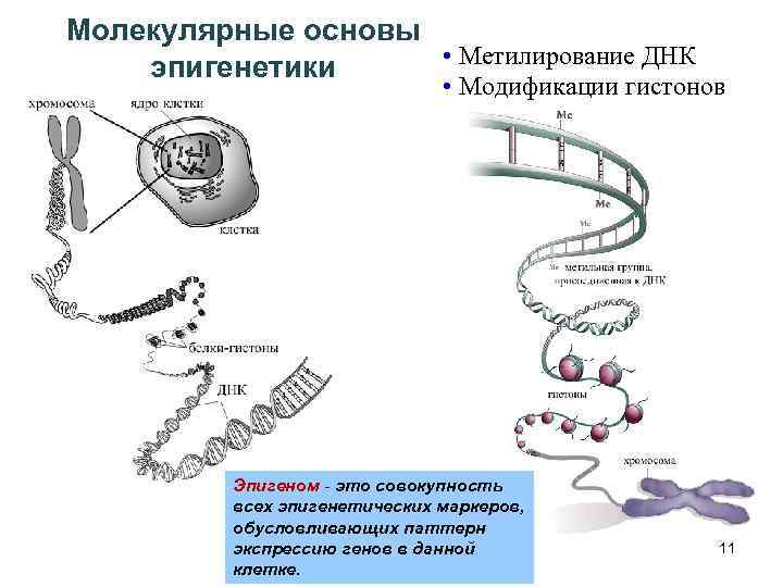 Понятие эпигенетика понятие биоинформатика презентация