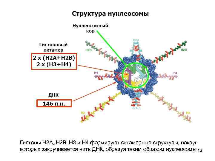 Гистоны Н 2 А, Н 2 В, Н 3 и Н 4 формируют октамерные