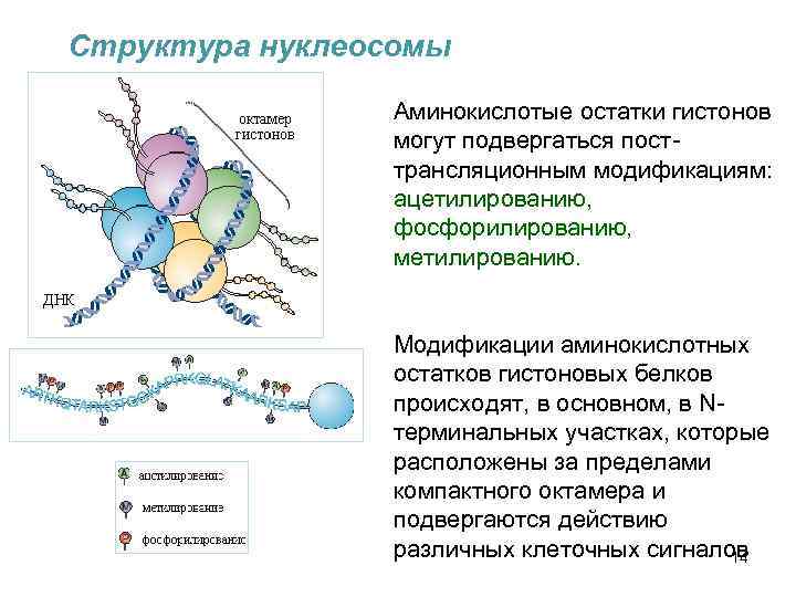 Гистоны эукариот