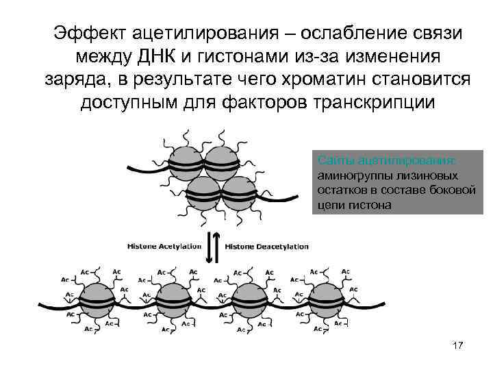 Эффект ацетилирования – ослабление связи между ДНК и гистонами из-за изменения заряда, в результате