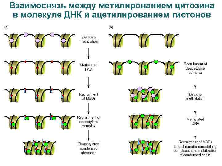Взаимосвязь между метилированием цитозина в молекуле ДНК и ацетилированием гистонов 