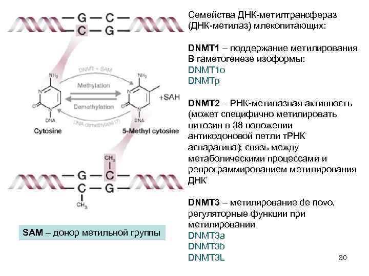 Семейства ДНК-метилтрансфераз (ДНК-метилаз) млекопитающих: DNMT 1 – поддержание метилирования В гаметогенезе изоформы: DNMT 1