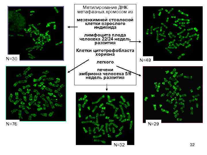 Метилирование ДНК метафазных хромосом из мезенхимной стволовой клетки взрослого индивида лимфоцита плода человека 22/24