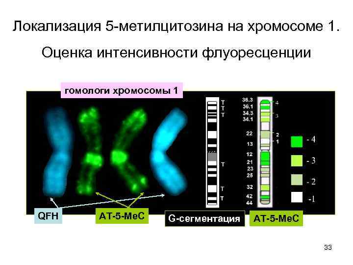 Локализация 5 -метилцитозина на хромосоме 1. Оценка интенсивности флуоресценции гомологи хромосомы 1 QFH АТ-5