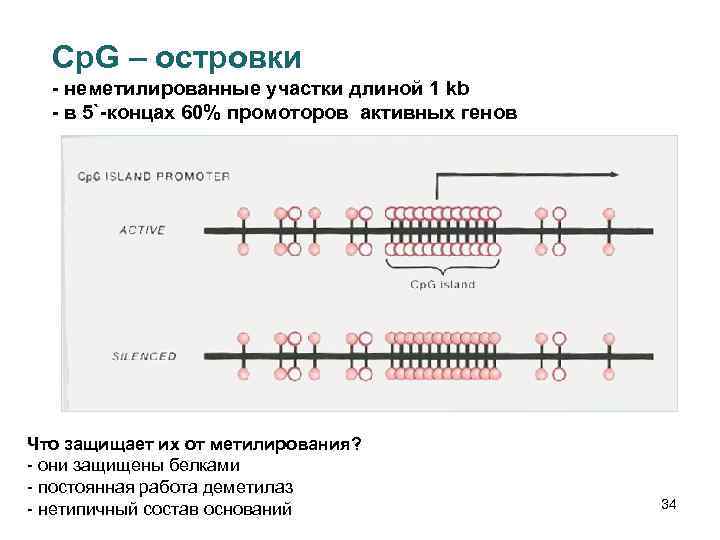 Cp. G – островки - неметилированные участки длиной 1 kb - в 5`-концах 60%