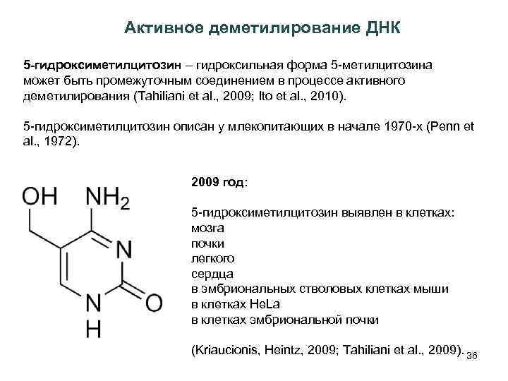 Активное деметилирование ДНК 5 -гидроксиметилцитозин – гидроксильная форма 5 -метилцитозина может быть промежуточным соединением