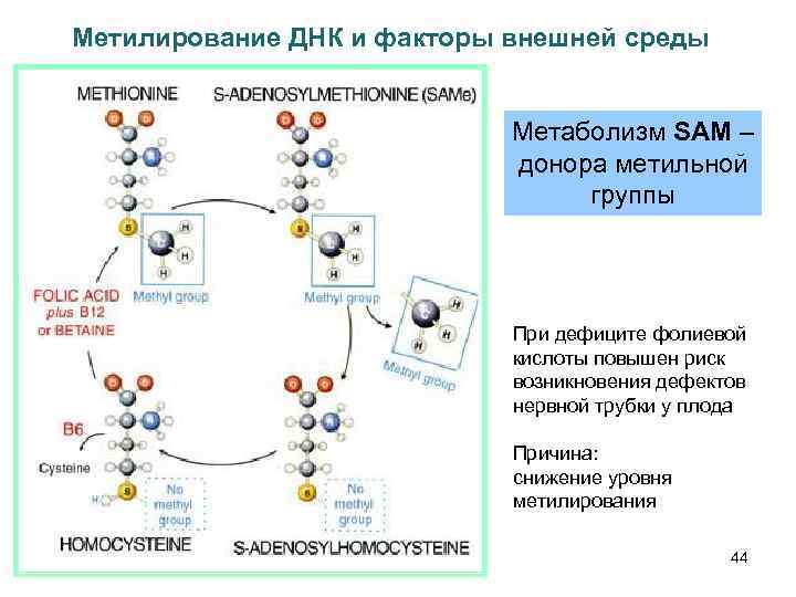 Метилирование ДНК и факторы внешней среды Метаболизм SAM – донора метильной группы При дефиците