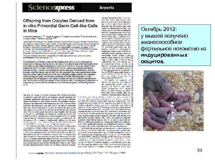 Октябрь 2012: у мышей получено жизнеспособное фертильное потомство из индуцированных ооцитов. 54 