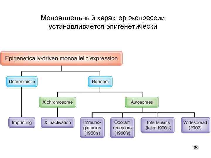 Моноаллельный характер экспрессии устанавливается эпигенетически 60 