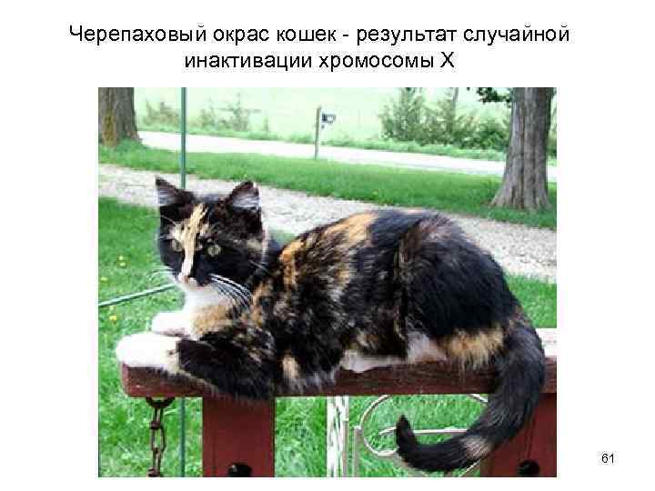 Черепаховый окрас кошек - результат случайной инактивации хромосомы Х 61 