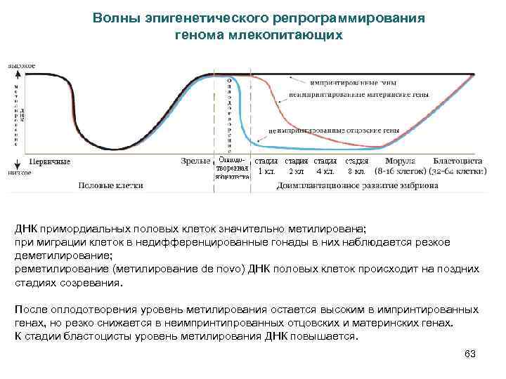 Волны эпигенетического репрограммирования генома млекопитающих ДНК примордиальных половых клеток значительно метилирована; при миграции клеток
