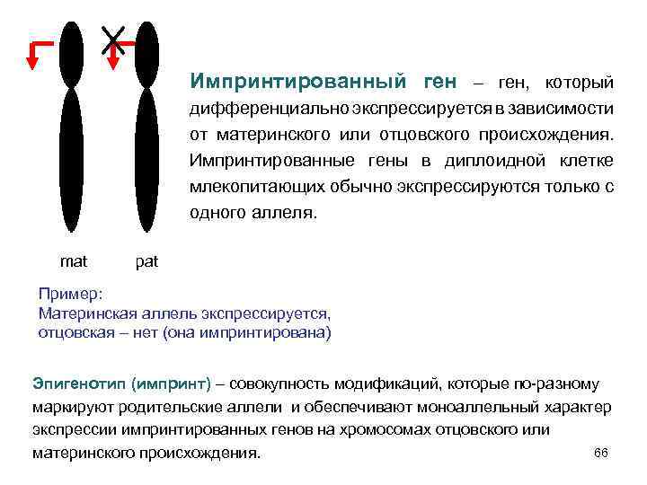 Импринтированный ген – ген, который дифференциально экспрессируется в зависимости от материнского или отцовского происхождения.
