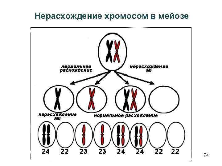 Нерасхождение хромосом в мейозе 74 