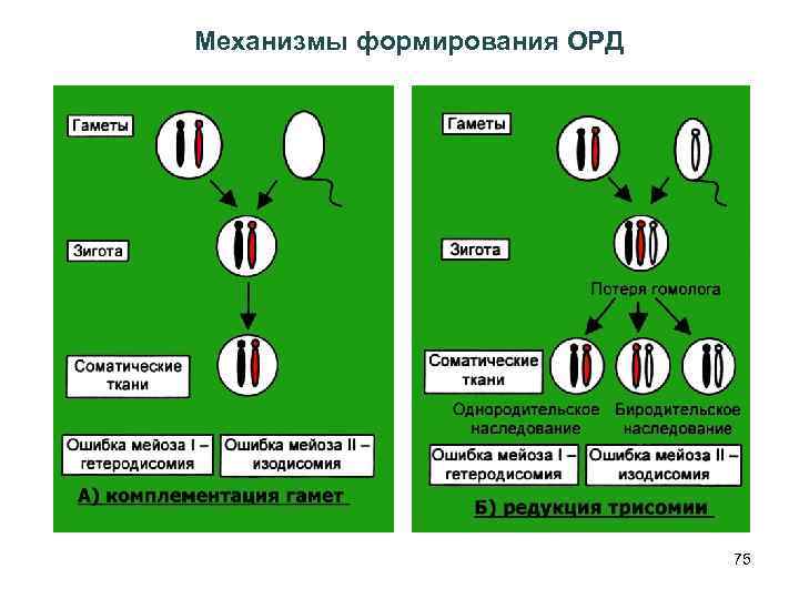 Механизмы формирования ОРД 75 