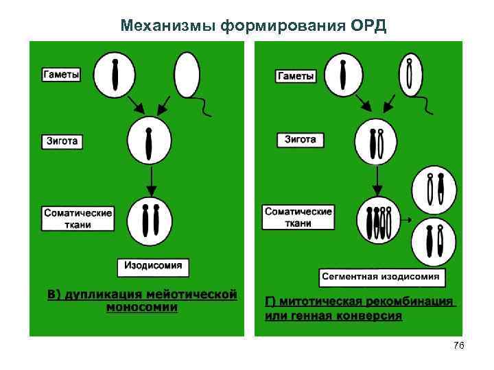 Механизмы формирования ОРД 76 