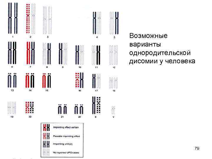 Возможные варианты однородительской дисомии у человека 79 