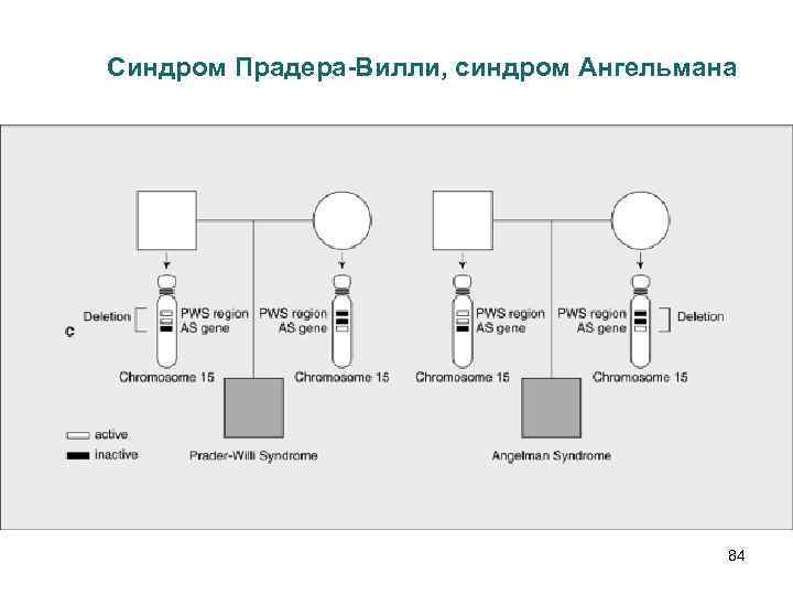Синдром Прадера-Вилли, синдром Ангельмана 84 