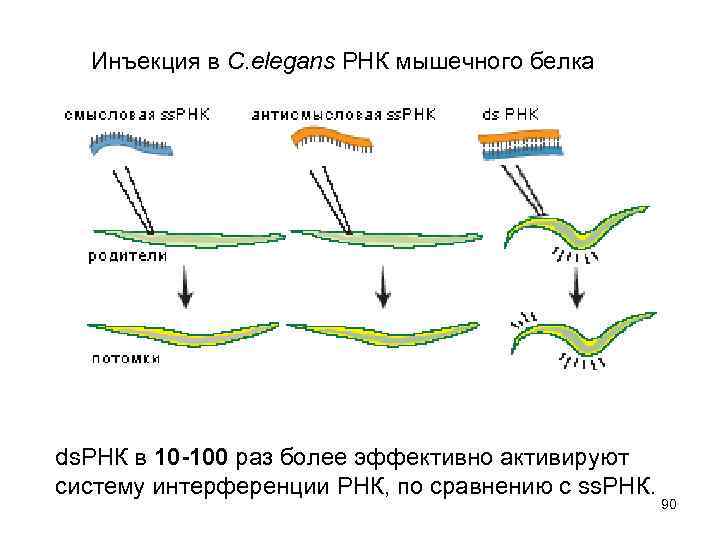 Инъекция в C. elegans РНК мышечного белка ds. РНК в 10 -100 раз более