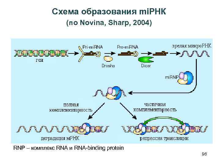 Схема образования mi. РНК (по Novina, Sharp, 2004) RNP – комплекс RNA и RNA-binding