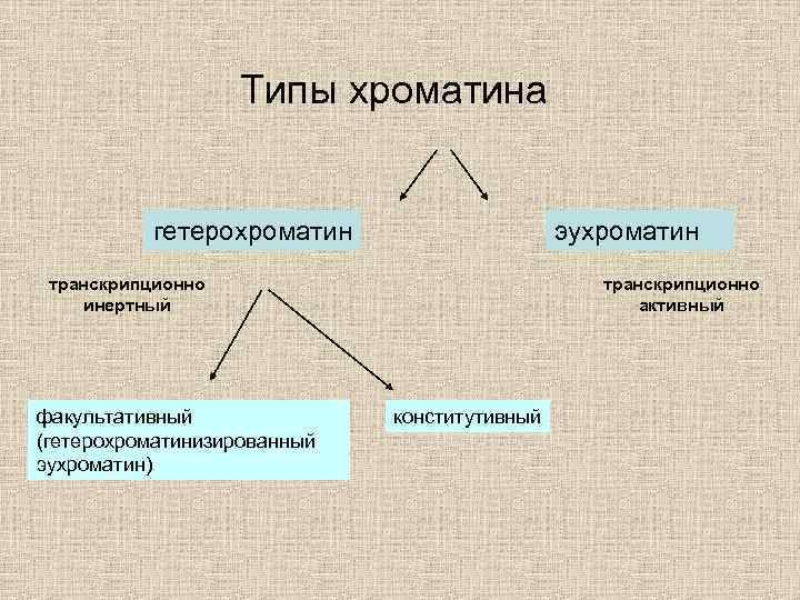 Типы хроматина гетерохроматин эухроматин транскрипционно инертный факультативный (гетерохроматинизированный эухроматин) транскрипционно активный конститутивный 