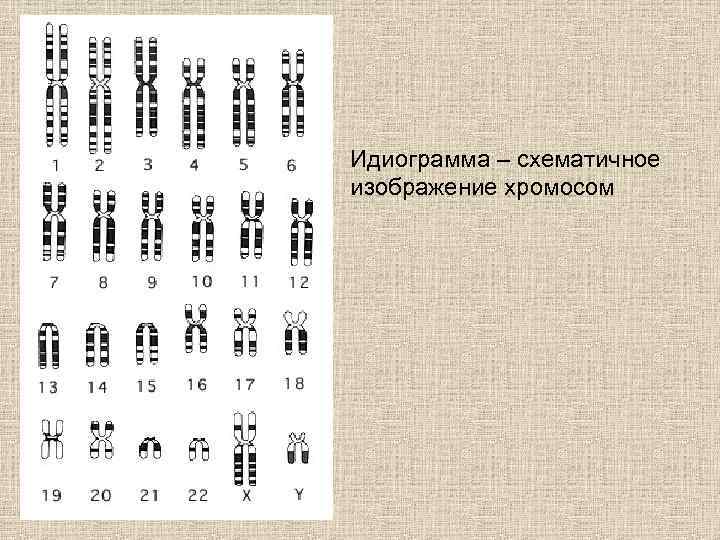 Идиограмма – схематичное изображение хромосом 