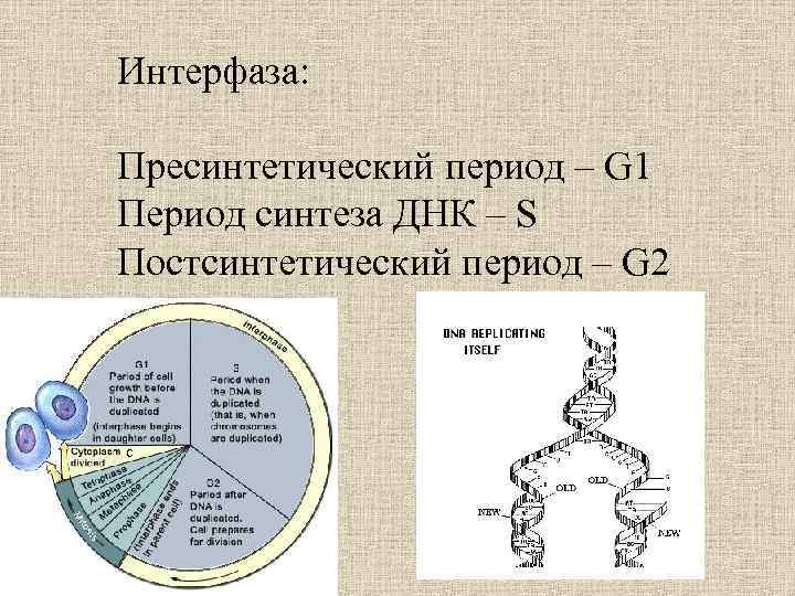 Пресинтетический период митоза рисунок