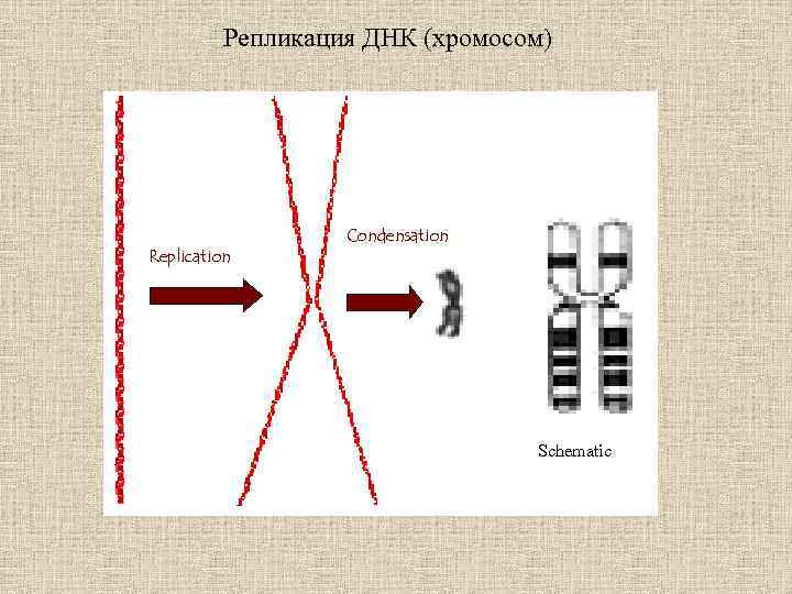 Графическое изображение хромосом. Строение хромосомы после репликации ДНК. Хромосома после репликации ДНК. Репликация ДНК хромосом. Рисунок строения хромосомы после репликации ДНК.