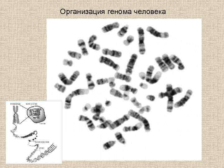 Геномная селекция презентация