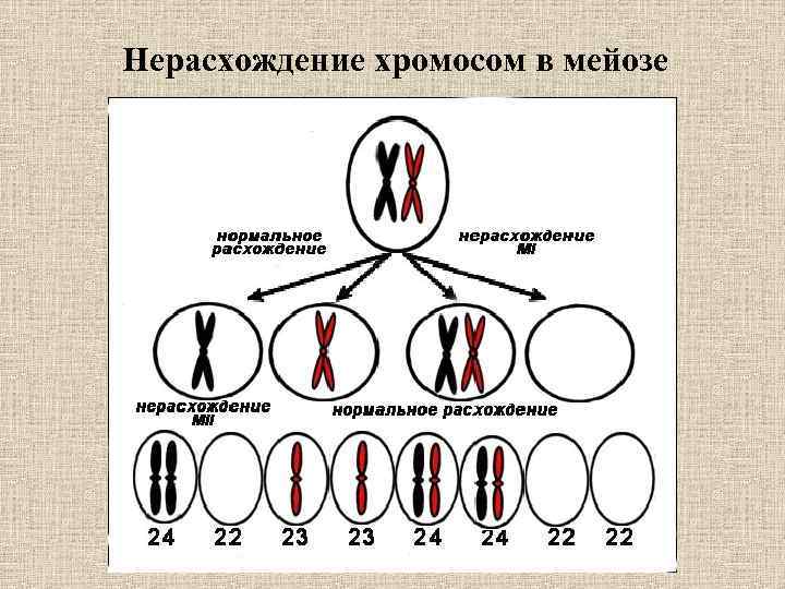 Процесс расхождения. Нерасхождение хромосом при мейозе. Нерасхождение хромосом в мейозе схема. Нерасхождение хромосом в мейозе 1. Нерасхождение хромосом в анафазе 1 и анафазе 2 мейоза.